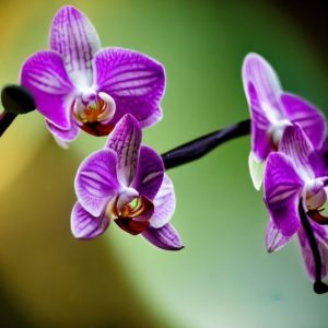 A new orchid - Oncidium purpurata