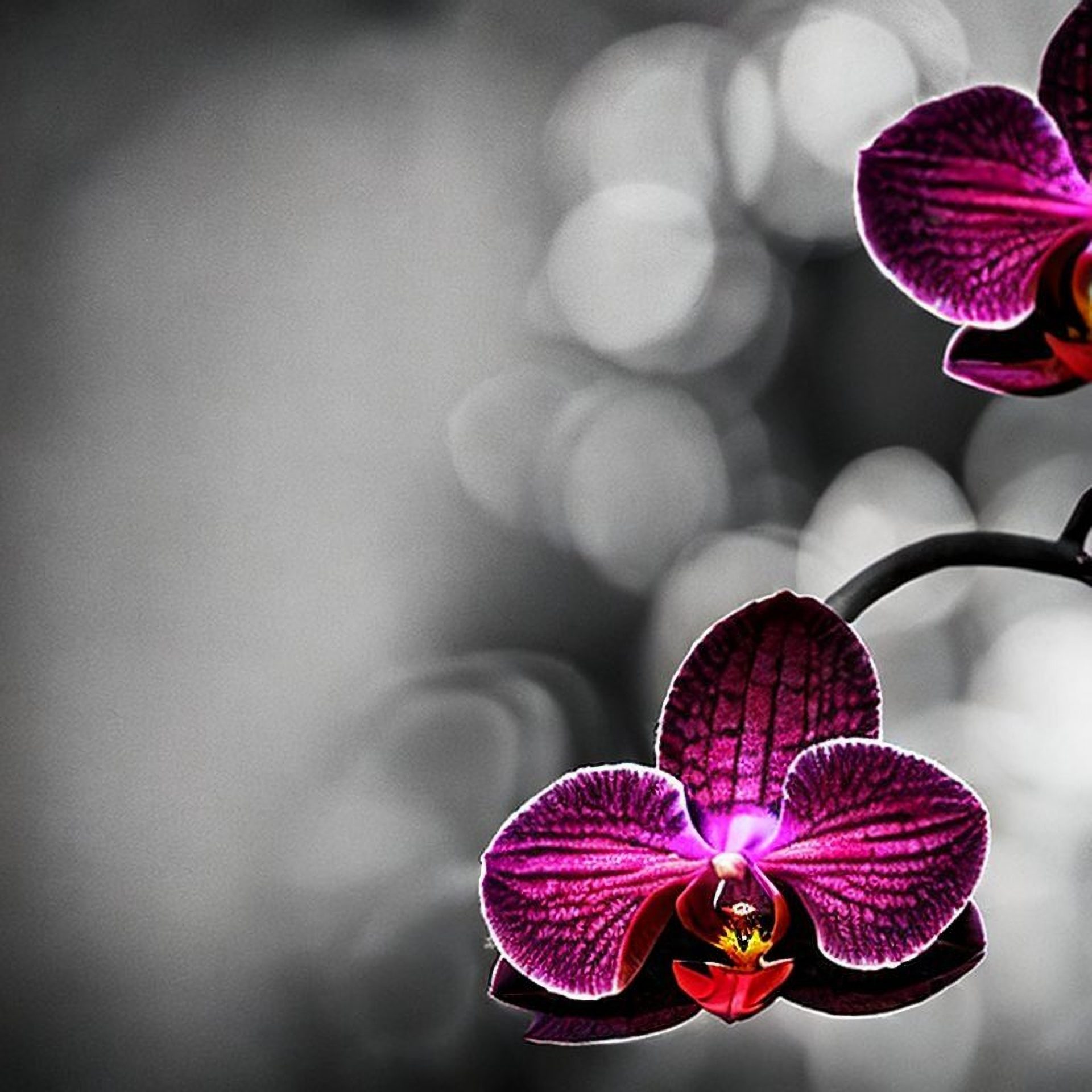 A new orchid - Vanda papillosa