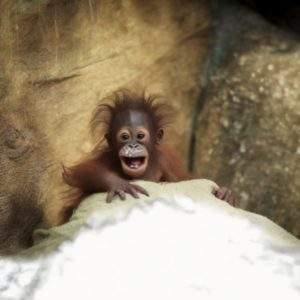 Baby orangutan and a mointain of cocaine