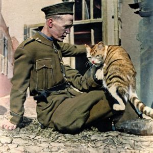 German soldier petting a cat