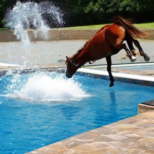 Modern horse diving
